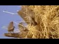 Social weaver birds nest in a tree in Africa - David Attenborough - BBC wildlife