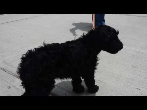 Mister I Goldendoodle