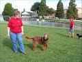 Tampa Bay Barkaneers Flyball Demo