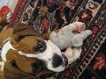 Smart Dog Smart Dog