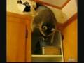 Yelling At Raccoons (Yelling at Cats Spoof)