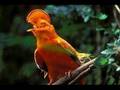 Biomas Brasileiros_0003.wmv