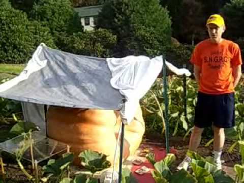 how to grow a 1 000 lb pumpkin