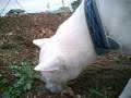 Kishu - Sniffer #1