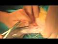 Castration of A Ram
