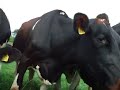 Curious Cows