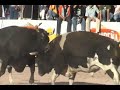 Peleyas de Toros Peleyas de Toros