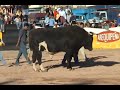 Peleyas de Toros