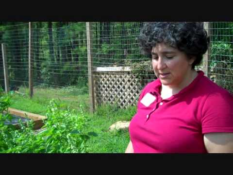 how to harvest basil so it keeps growing