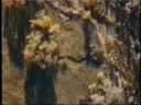 Balloon Jumps in Ogden Utah (1997)