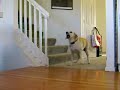 Radio Control Helicoptor Torments Dog