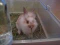 T�pi