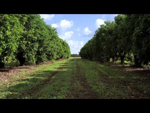 how to fertilize black walnut trees