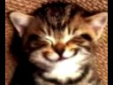 Happy Birthday Cat Happy Birthday Cat