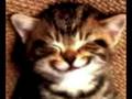 videos de Happy Birthday Cat