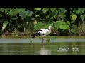 鳴門コウノトリ 2026/08/08 撮影 成長記録 徳島県鳴門市