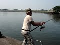 Playing a Mekong Catfish! Playing a Mekong Catfish!