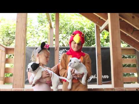 Harlem Shake (Puppies & Kids) | FreakShowBullys.com Harlem Shake (Puppies & Kids) | FreakShowBullys.com