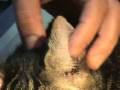 Otohematoma felino
