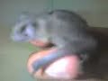Esse é meu morcego Vamp - This is my bat Vamp