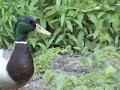 Ducks In the Garden Ducks In the Garden