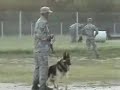 Joint forces K9 training at lackland AFB
