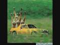 Funny Animals 20