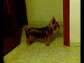 Zeus cantando Flow My Tears 5