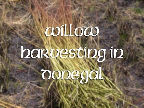 how to harvest willow