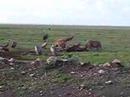 hyenas and vultures eating one gnu!! hyenas and vultures eating one gnu!!