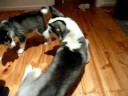 Willo and Aura play