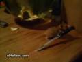 videos de raton-ladron-elRellano.wmv