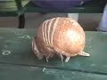 Armadillos are Weird