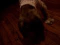 Happy Birthday Cookie!!
