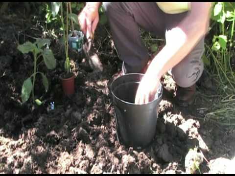 how to transplant red hot pokers