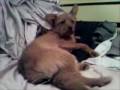 2008-12-25 | Marley dog fart (look into his eyes) ~> Pepe le peeewwwww (dog farts) ... (00:07)