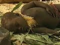 Visiting The Jarawa Tribe pt. 2