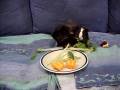 Dinner time!