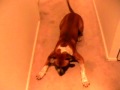 My pit Rocky doesn't like to be in videos