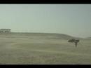 Run Forrest Run! Or, shall we say Desert?