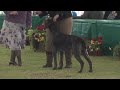 Windsor 2012 - Gundog group