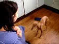 The smartest dog.