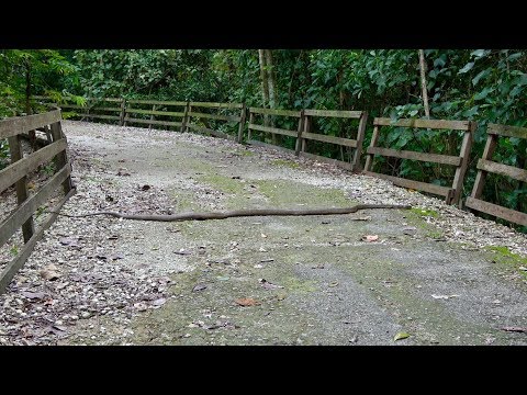 YouTube reptile video