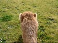 ラクダ動画