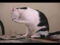 Max the Cat, and Soft Drink Tester. Meow's Coca-Cola Wins!!