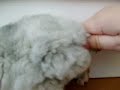 Sexing your Chinchilla Sexing your Chinchilla