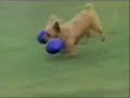 Dogs of War