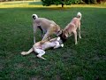 Anatolische herder