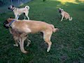 Anatolian Shepherd Dogs playing
