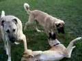 Anatolian Shepherd Dogs playing